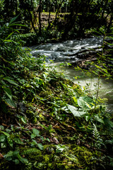 rio flores hojas verde naturlareza