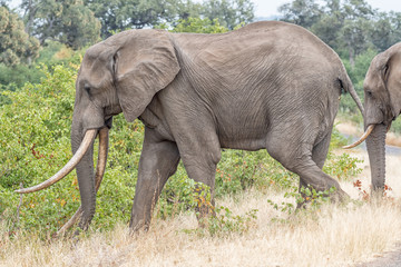 Fototapeta premium African elephant with large tusks walking