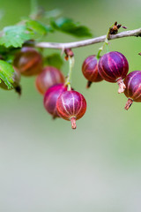 Gooseberry  on the bush