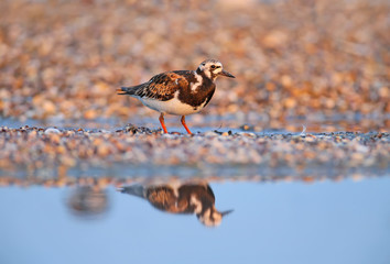 Single birds and small flocks of ruddy turnstone (Arenaria interpres) in breeding plumage are photographed on the lake in a natural habitat.