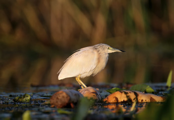 Adult squacco heron (Ardeola ralloides) shot in soft morning light close-up on a fish hunt