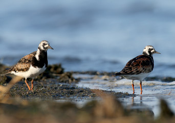 A close-up photo of a ruddy turnstone (Arenaria interpres) lonely and a pair taken in the soft morning light on the banks of a salty estuary.