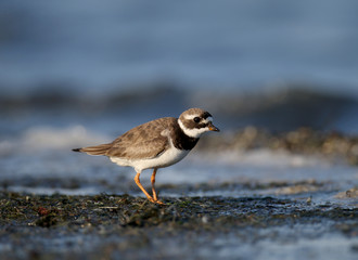 The young common ringed plover or ringed plover (Charadrius hiaticula) is filmed in the soft morning light on the shore of a salty estuary.