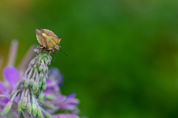 Close-up of brown marmored stink bug (Palomena prasina) sitting on a purple blossom