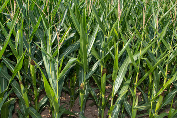 Obraz premium Cornfield, maizefield growing on dry land