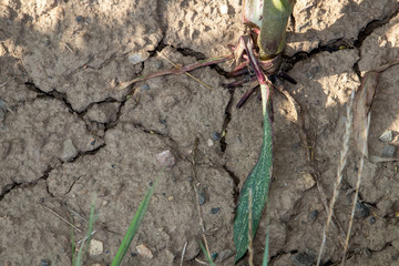 Cornfield, maizefield growing on dry land