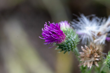 Close-up of thistle with purple blooming blossom