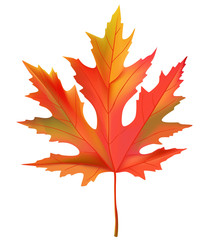 Maple leaf. Autumn. Red. Yellow. Plant. Isolated.