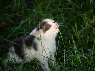 Babykatze genießt es Milch, wie ein Gourmet vom Grashalb zu schlecken