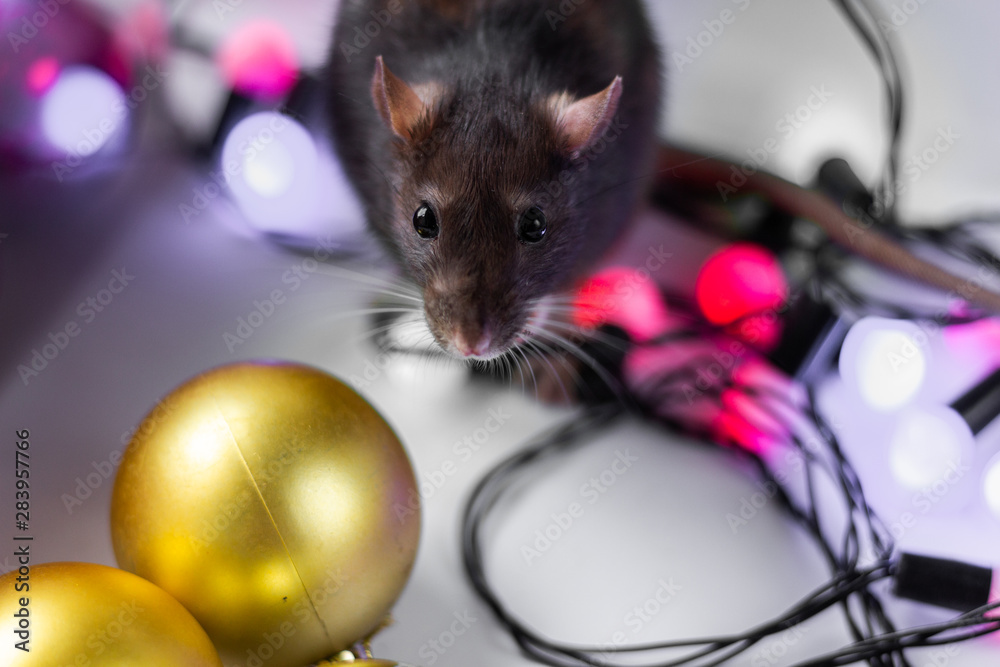 Wall mural grey rat (symbol of new year 2020) in Christmas decorations