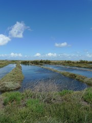 Il de R&eacute; salt marshes