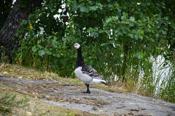 Wild goose stands on the shore