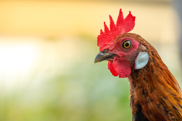 Close-up image of male fowl showing various gestures, Beautiful wildlife in the midst of nature