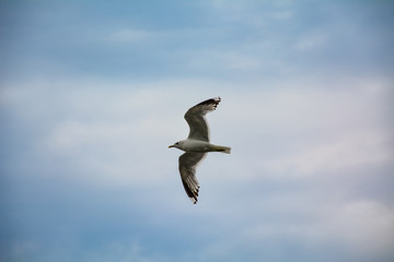 Seagull on a background of the sky