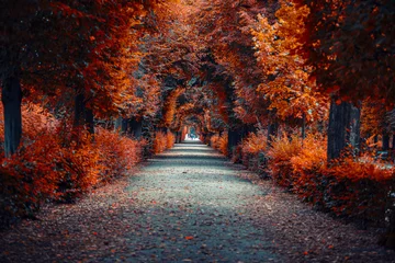 Foto auf Acrylglas Herbstgasse .Baumgasse im Park in der Herbstzeit © babaroga