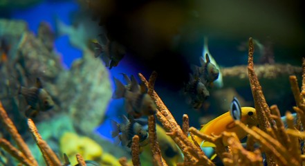 tropical fish in aquarium