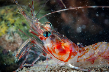 Striped pink shrimp underwater in the St. Lawrence Estuary in Canada