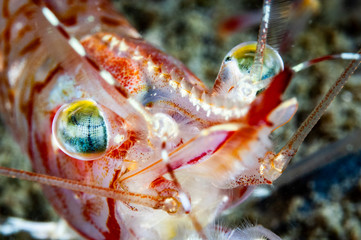 Striped pink shrimp underwater in the St. Lawrence Estuary in Canada