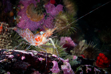 Striped pink shrimp underwater in the St. Lawrence Estuary in Canada