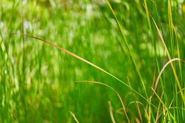 Fresh grass
