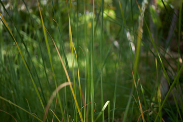 Fresh grass