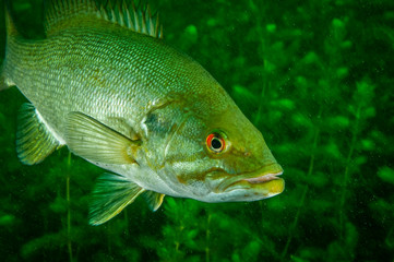 Smallmouth Bass underwater in the St. Lawrence River