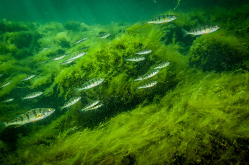 Yellow Perch school underwater in the St-Lawrence River