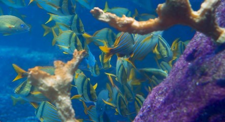 fish in aquarium