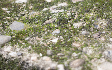 Mos textures background