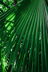 juicy green palm leaf close up