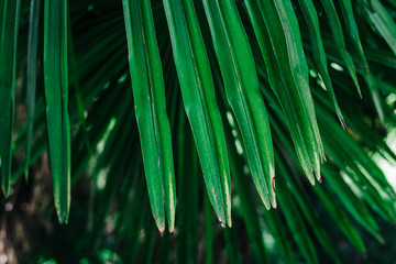 juicy green palm leaf close up