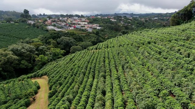 AERIAL fly over of lush green coffee tree plantations on hillside near San Jose, Costa Rica