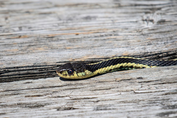 Common garter snake hunting for food 