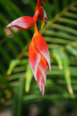 Tropical Flower