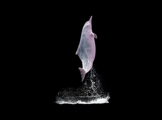 Zelfklevend Fotobehang Pink dolphins jump over the water,isolated black background with clipping path © tapui