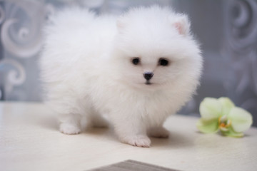 Fototapeta premium Chihuahua puppy spitz dog pet yorkshire terrier