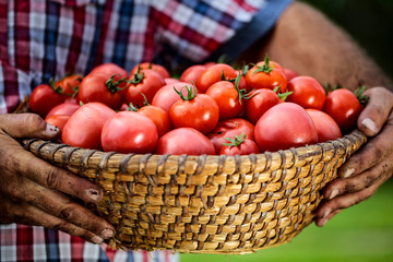 A basket full of red tomatoes held in man's hands.