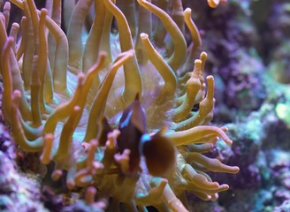 tropical fish in aquarium