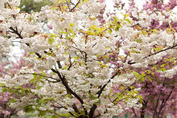 Beautiful urban flowering park with Japanese-style sakura trees. Beautiful cherries.
