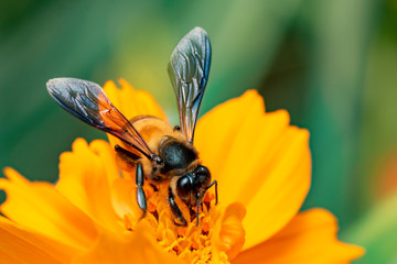 Image of giant honey bee(Apis dorsata) on yellow flower collects nectar on a natural background. Golden honeybee on flower pollen. Insect. Animal.