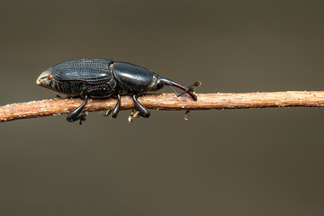 Image of banana root borer (Cosmopolites sordidus) on the branches on a natural background. Insect....