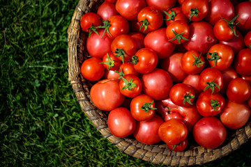 A basket full of red tomatoes on green grass background.