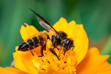 Image of giant honey bee(Apis dorsata) on yellow flower collects nectar on a natural background. Golden honeybee on flower pollen. Insect. Animal.