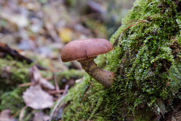 Autumn mushrooms on an old tree