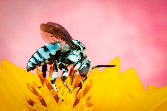 Image of neon cuckoo bee (Thyreus nitidulus) on yellow flower pollen collects nectar on pink background with space blur background for text. Insect. Animal.
