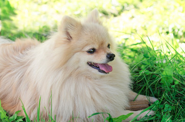 portrait of a cute puppy on the grass.White  Dog German Pomeranian spitz guards its prey. stick for brushing teeth. daily oral care. hard to reach teeth.