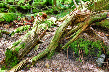 Asheville NC Mountains Woods Green Moss on Trees Stumps 
