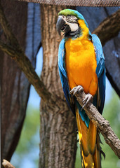 portrait of blue and gold macaw parrot
