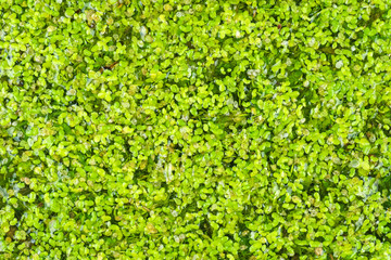 Obraz premium Green duckweed on the water