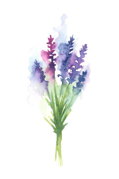 Hand painted watercolor illustration of a lavender bouquet in white background